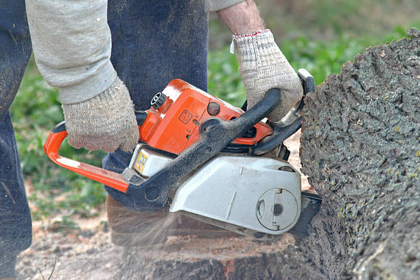 Best Lot and Land Clearing  in Salem, NJ